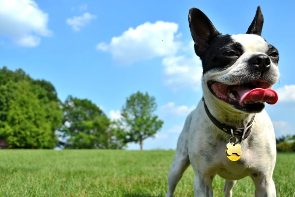 Влияние содержания собаки на климат