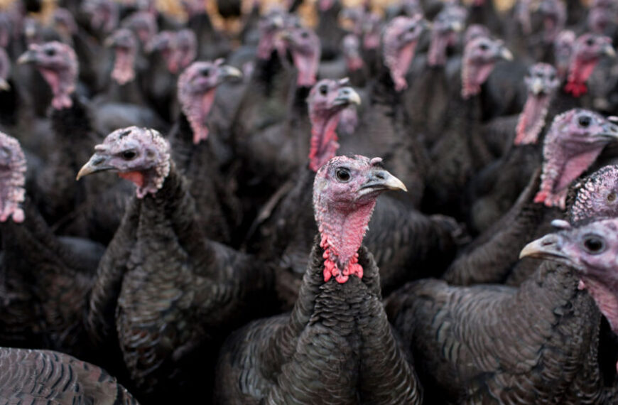 Давайте узнаем, почему индейки —&hellip;