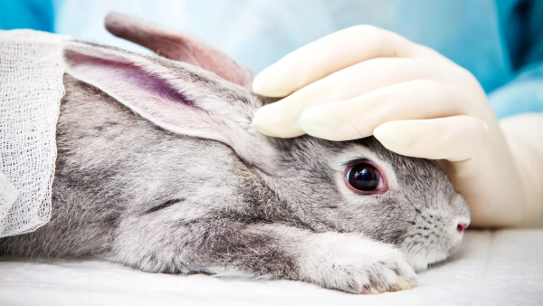 Эти технологии могут помочь положить конец испытаниям на животных 1 d8e52f99e3df9f7283a6ae1fea098e11.jpg