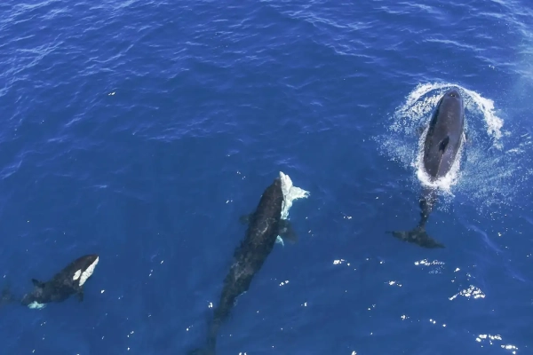 Косатки нападают на больших белых акул, чтобы съесть их печень. 7 d93f06e5e388ed1fe69f4e35d6c14118.jpg