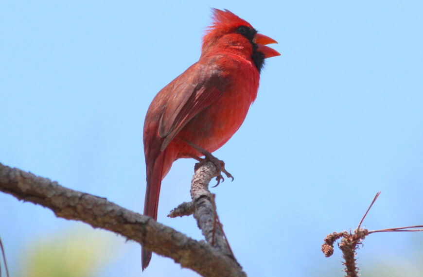 Птицы поют дольше благодаря световому загрязнению