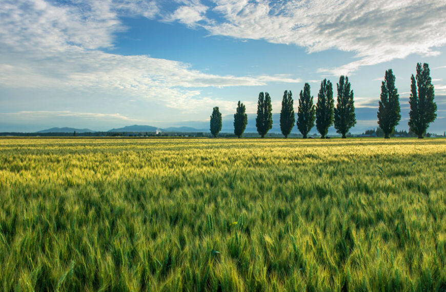 Разумны ли растения? Это, по-видимому,&hellip;