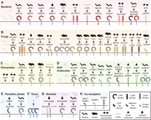 Как растения распознают врагов
