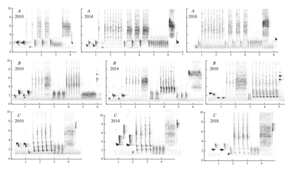 Межгодовая (2010–2018) изменчивость трех типов песен (А, B, C) восточного соловья. Все эти изменения происходили синхронно в трех изученных популяциях (город Москва, окрестности Звенигорода и Пущино-на-Оке). По вертикальным осям – частота, кГц; по горизонтальным осям – время, с. Межгодовая (2010–2018) изменчивость трех типов песен (А, B, C) восточного соловья. Все эти изменения происходили синхронно в трех изученных популяциях (город Москва, окрестности Звенигорода и Пущино-на-Оке). По вертикальным осям – частота, кГц; по горизонтальным осям – время, с.