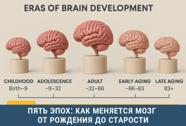 Пять эпох: как меняется мозг&hellip;