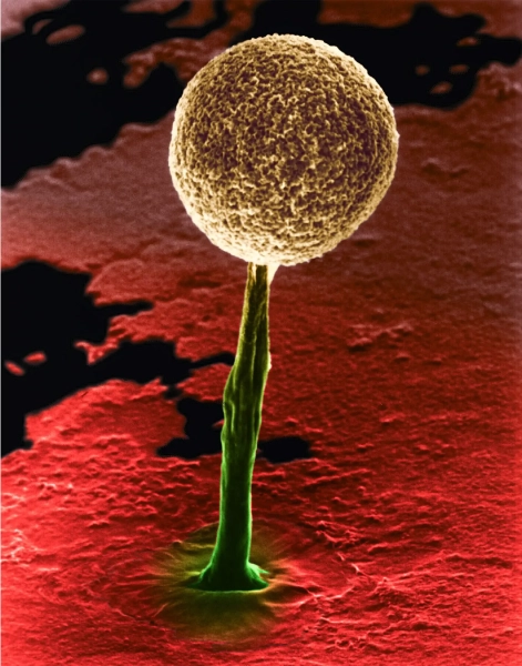 Что может запомнить клетка? 4 бесклеточные слизевики