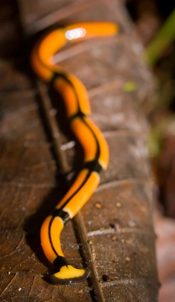 Что может запомнить клетка? 5 плоские черви