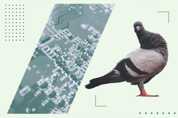 Вещь недели: российский голубь-биодрон