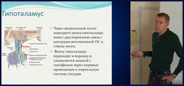 ГИПОТАЛАМУС. ГИПОФИЗ