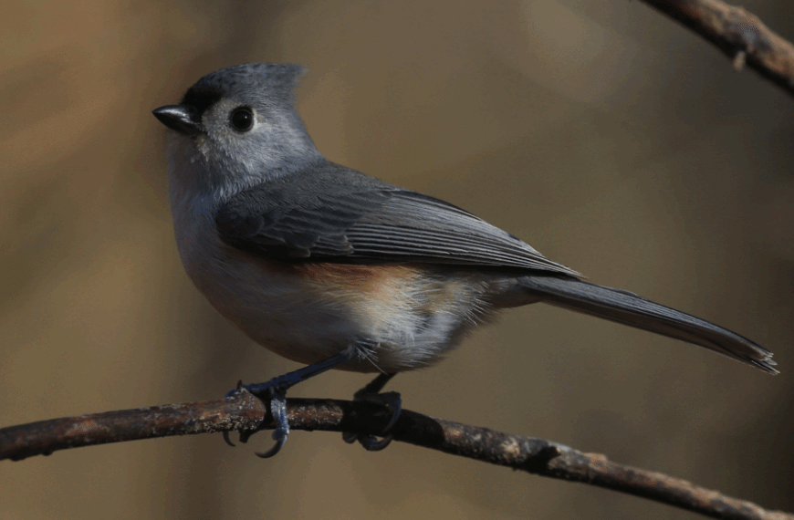 Ученые утверждают: Клептотрихия