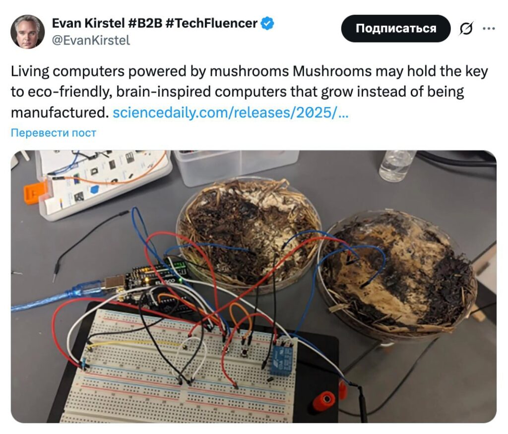 🍄 Компьютер на грибах: будущее уже рядом? 🌱 Учёные из... 1 file_1137.jpg