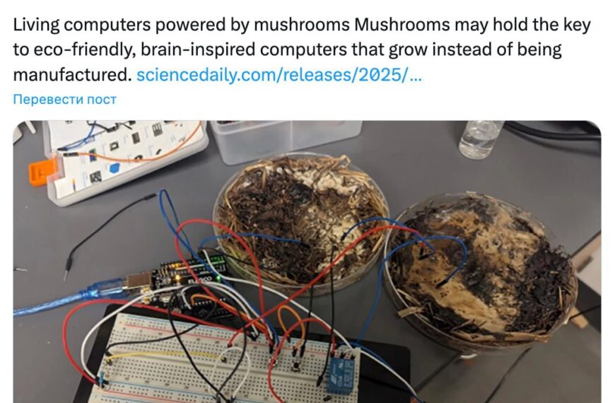🍄 Компьютер на грибах: будущее&hellip;