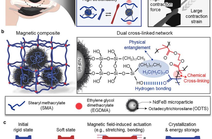 Мышцы будущего: корейские учёные создали&hellip;
