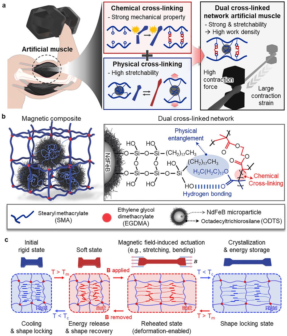 Мышцы будущего: корейские учёные создали материал, который поднимает 4000 масс... 1 file_1144.jpg