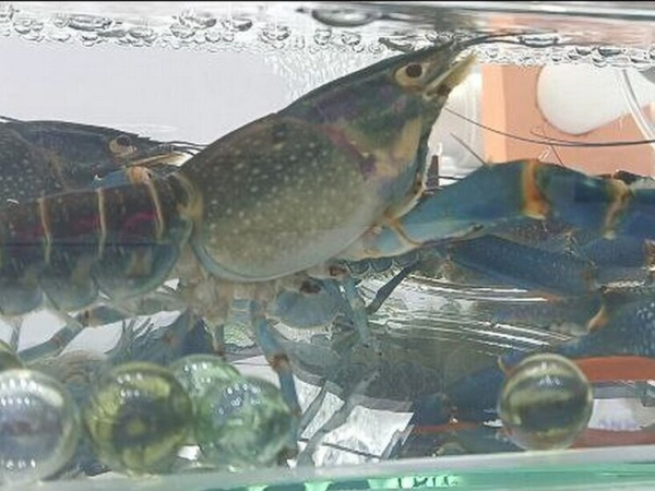 Молодые российские учёные создали быстро&hellip;