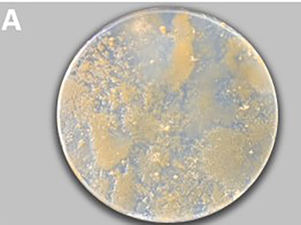 На иконе из Третьяковской галереи обнаружен разрушающий гриб 2 На иконе из Третьяковской галереи обнаружен разрушающий гриб