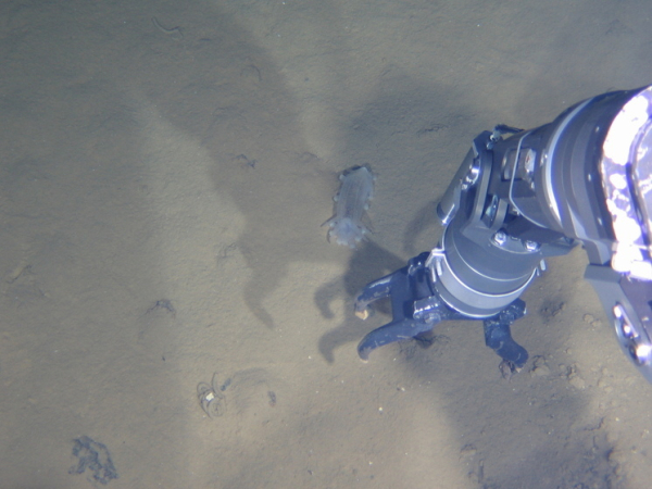 Обнаружены микробы, живущие в высокощелочной&hellip;