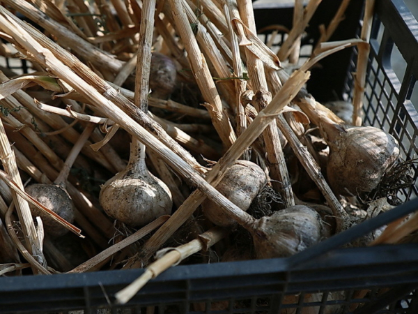 Один известный продукт связали с&hellip;