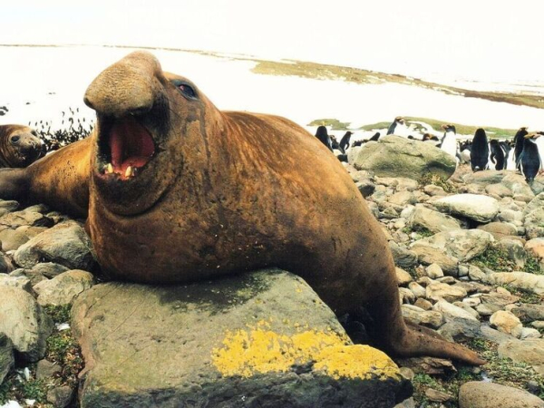 Птичий грипп уничтожил половину гигантских&hellip;