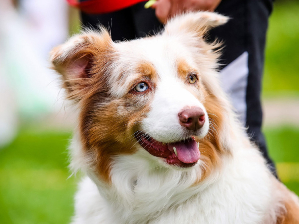 Совсем как люди: выявлена предрасположенность собак к аутизму 2 sovsem-kak-ljudi-vyjavlena-predraspolozhennost-sobak-k-autizmu-5f89e78.jpg