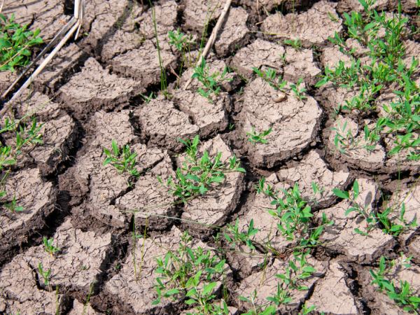 Средство от опустынивания: ученые рассказали&hellip;