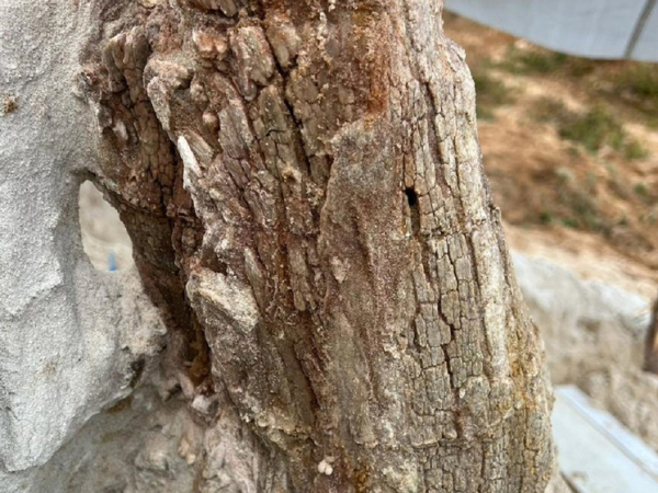 Ученые Санкт-Петербурга раскопали одно из&hellip;