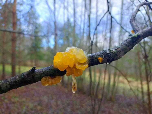Встреча со странным грибом повергла&hellip;