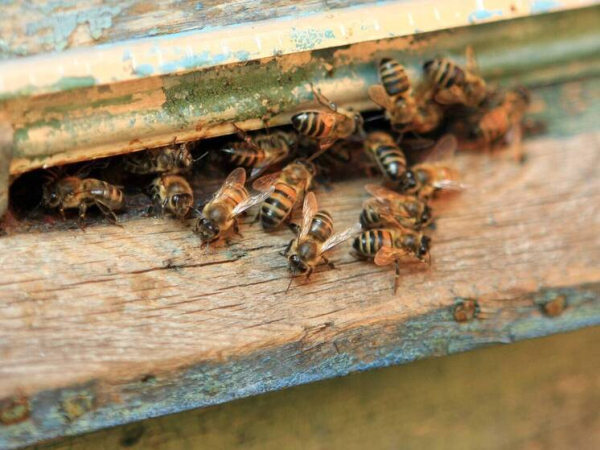 Выжимка из зародышей пчелиных трутней позволит восстанавливать мышечную массу 2 vyzhimka-iz-zarodyshej-pchelinyh-trutnej-pozvolit-vosstanavlivat-myshechnuju-massu-6d6d71c.jpg