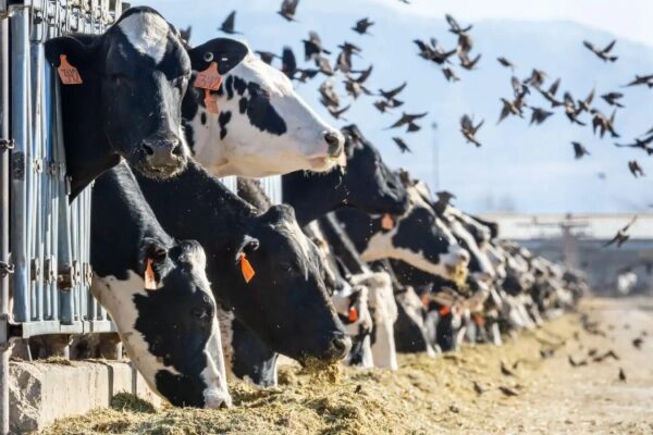 03d062586f3d39278392b767f438dae4