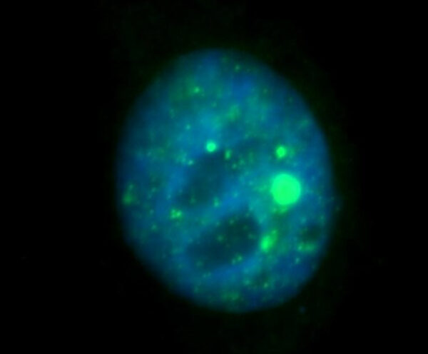 0774b0bc482ad453ecc464462fe909e8