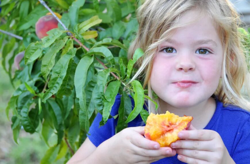 Ребёнок в синей рубашке ест персик на фоне зелёных листьев дерева.