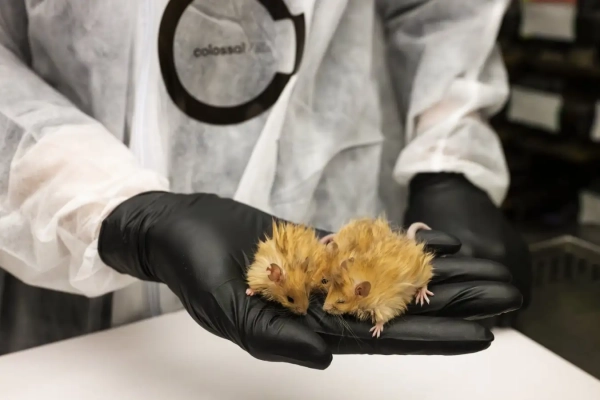 В результате выдающегося достижения в области передовой мультиплексной генной инженерии компания Colossal Biosciences объявляет о создании Colossal Woolly Mouse — мышей, генетически модифицированных для проявления множества ключевых признаков, характерных для мамонтов, которые обеспечивают адаптацию к жизни в холодном климате. Успешно модифицировав семь генов одновременно, команда Colossal создала мышей с резко измененным цветом, текстурой и толщиной шерсти, напоминающими основные фенотипы шерстистого мамонта.