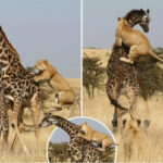 Львы атакуют жирафа на саванне.