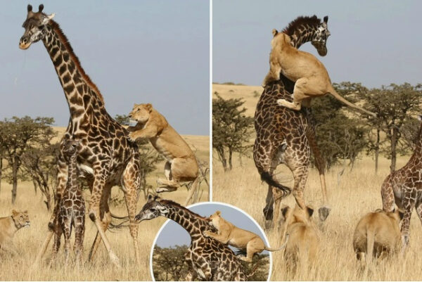 Львы атакуют жирафа на саванне.