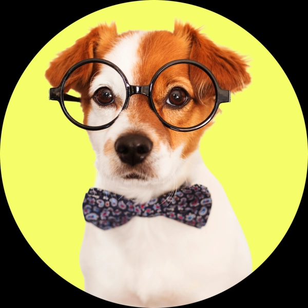 джек-рассел-терьер в очках и галстуке-бабочке