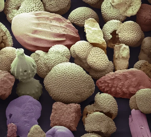 Экстремальные климатические явления — отличительная черта эпохи животных. 6 Электронная микрофотография раковин фораминифер, полученная с помощью сканирующего электронного микроскопа.