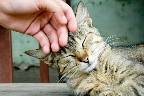 17cf08677cc4a7274463b4c39f9af193