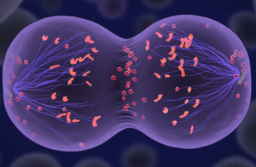 Ученые создали человеческие яйцеклетки из&hellip;