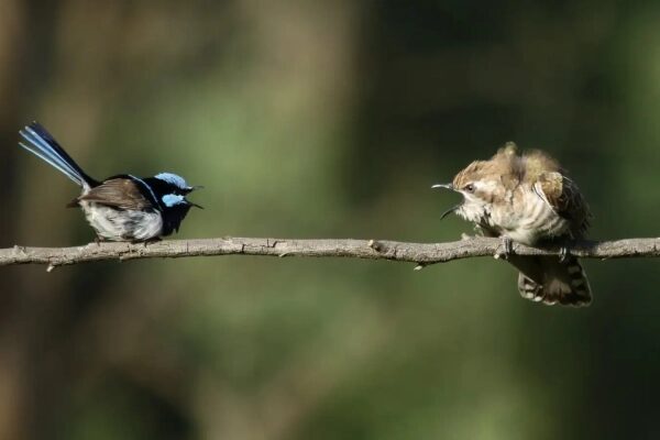 Превосходно и безумно! Благодарим Дэвида Онгли.