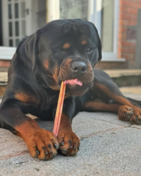 Ротвейлер лежит на улице и жует косточку, довольный и расслабленный.