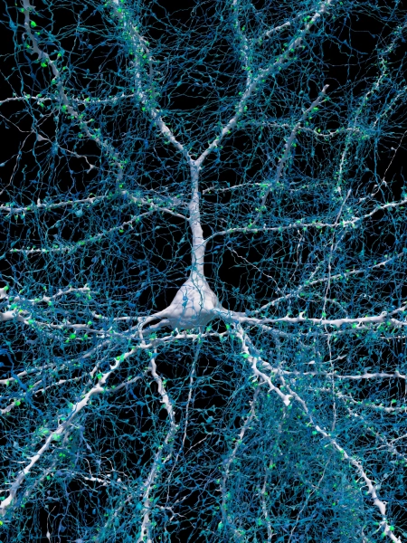 Толстый нейрон, подобно дереву, опутан жилистыми аксонами тысяч других нейронов.