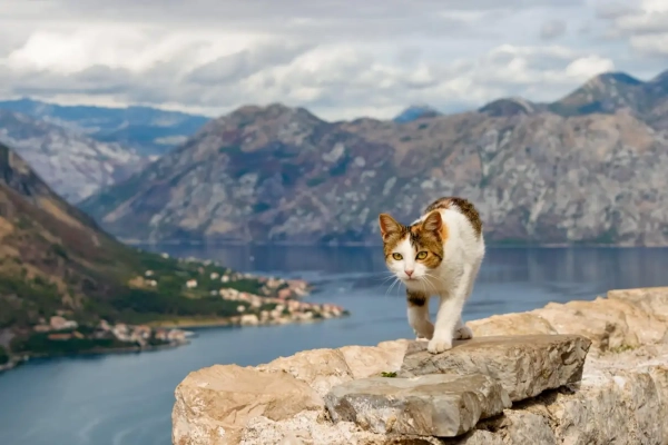 Кошки могут преодолеть страх перед&hellip;