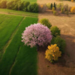 Дерево с розовыми цветами на границе зеленого луга и сухого поля, вид сверху.