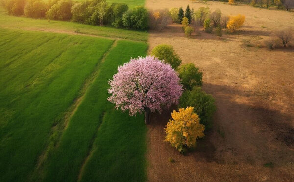 Дерево с розовыми цветами на границе зеленого луга и сухого поля, вид сверху.