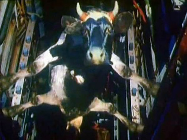 Корова на космическом корабле, закреплённая ремнями в невесомости.