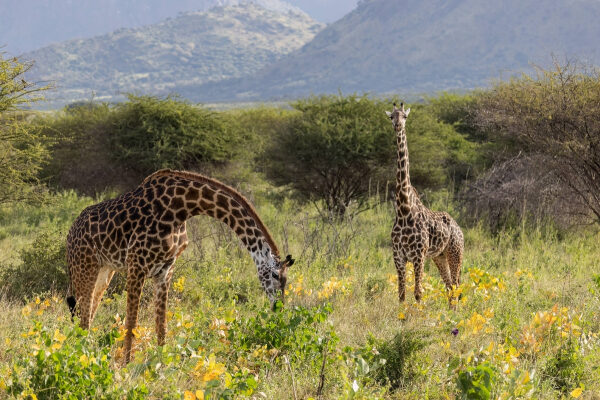 49c1172603446f20f80d4999f54a1295