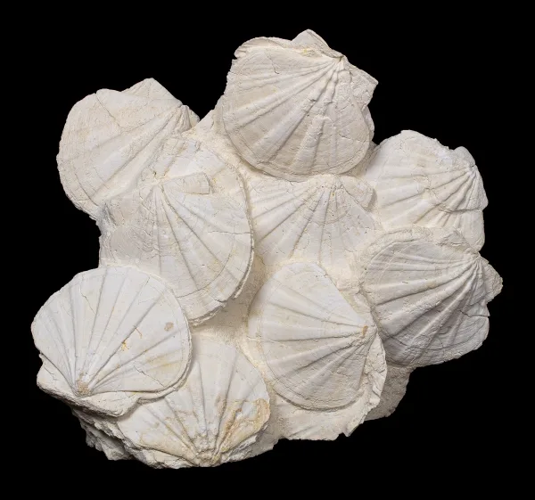 Экстремальные климатические явления — отличительная черта эпохи животных. 5 Белое скопление окаменелых раковин морских гребешков.