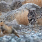 Снежный барс преследует лису в гористой местности.