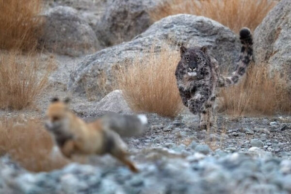Снежный барс преследует лису в гористой местности.