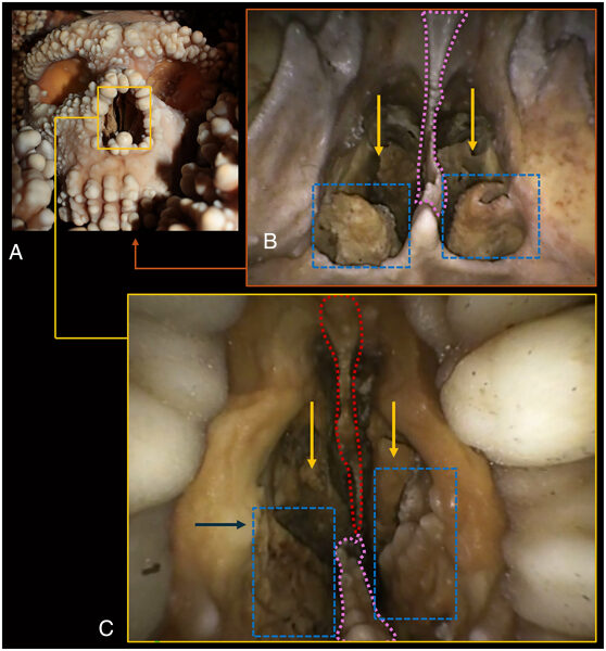Анатомия осьминога: крупный план структур и деталей.